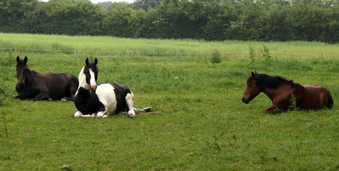 Mit dejlige hjem - Stald Midtkobbel - Sommer folden  billede 18