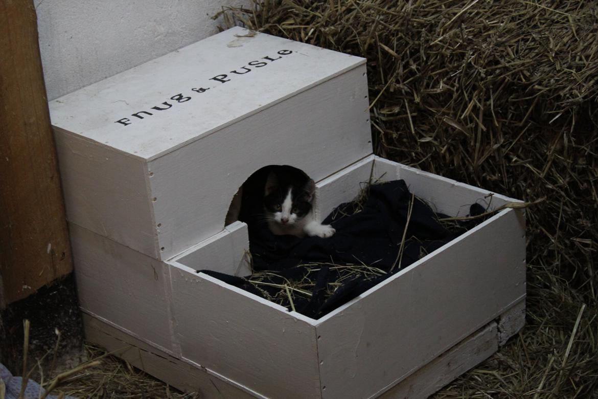 Mit dejlige hjem - Stald Midtkobbel - Sove plads til misserne <3 billede 19