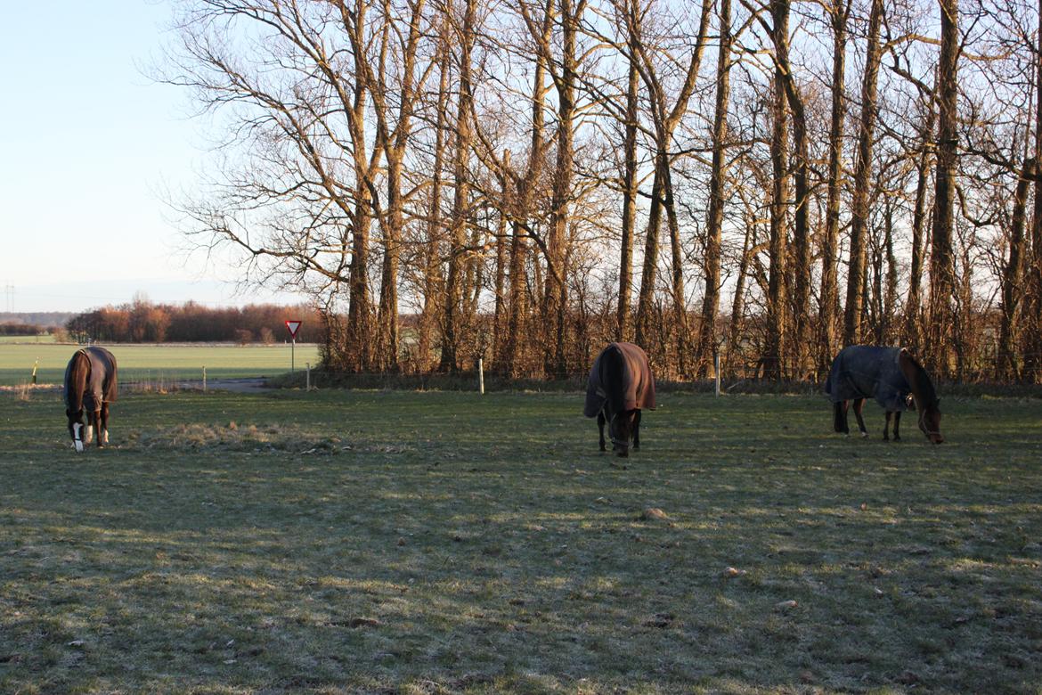 Mit dejlige hjem - Stald Midtkobbel - Fold - 1 af de 3 vi har billede 21