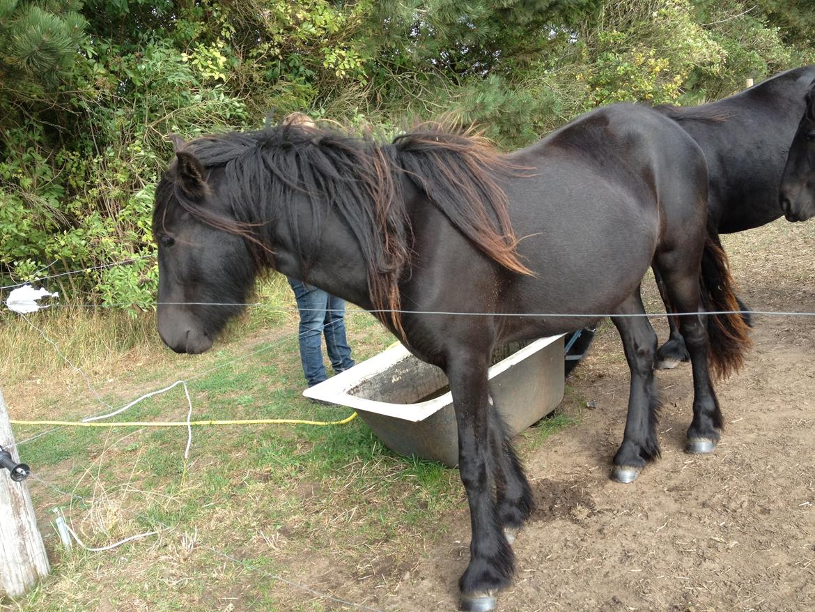  fell ponyer fra stutteri Bakkely - Bakkely´s Donna billede 52