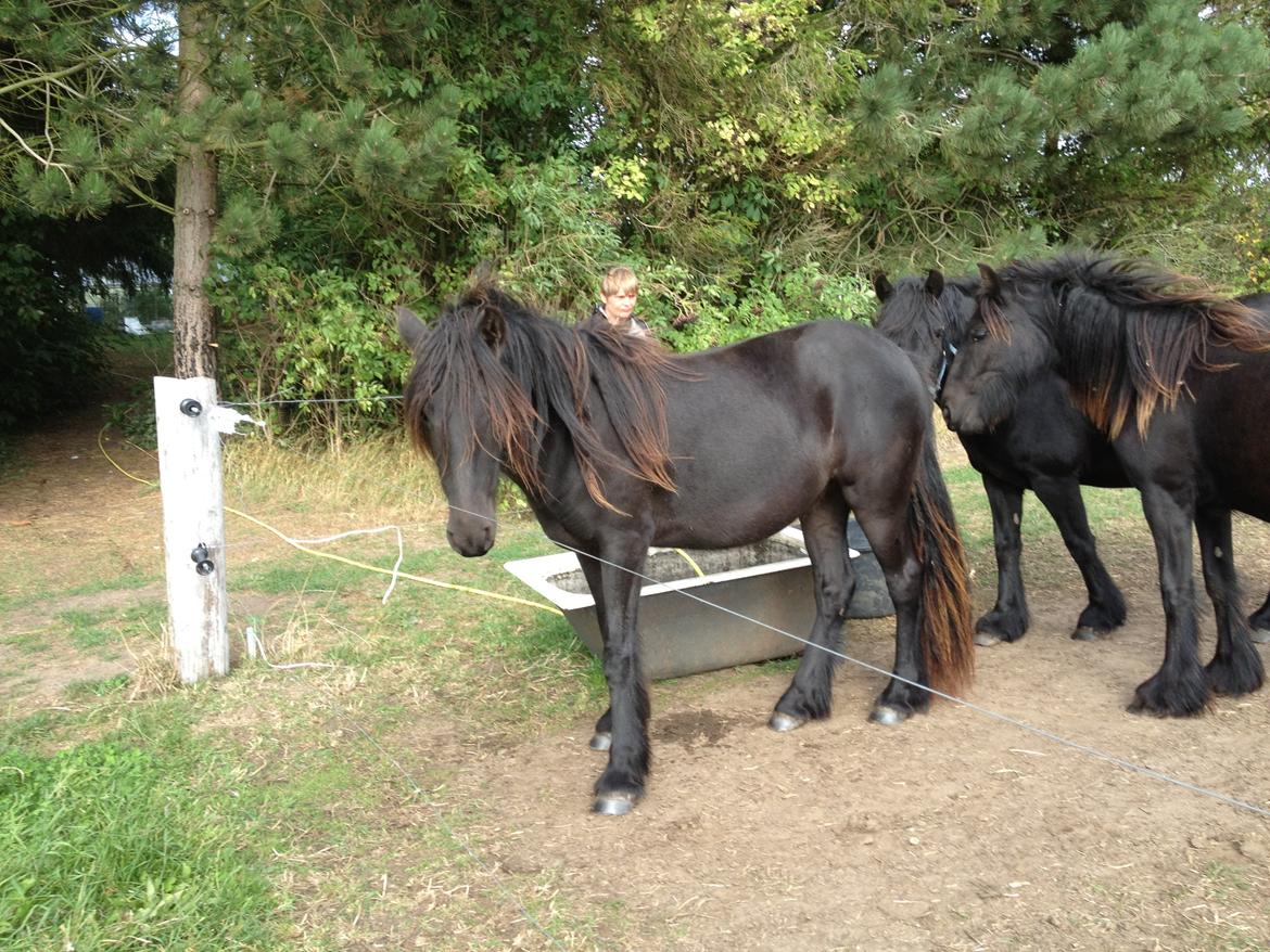  fell ponyer fra stutteri Bakkely - Bakkely´s Donna

tilsalg billede 53