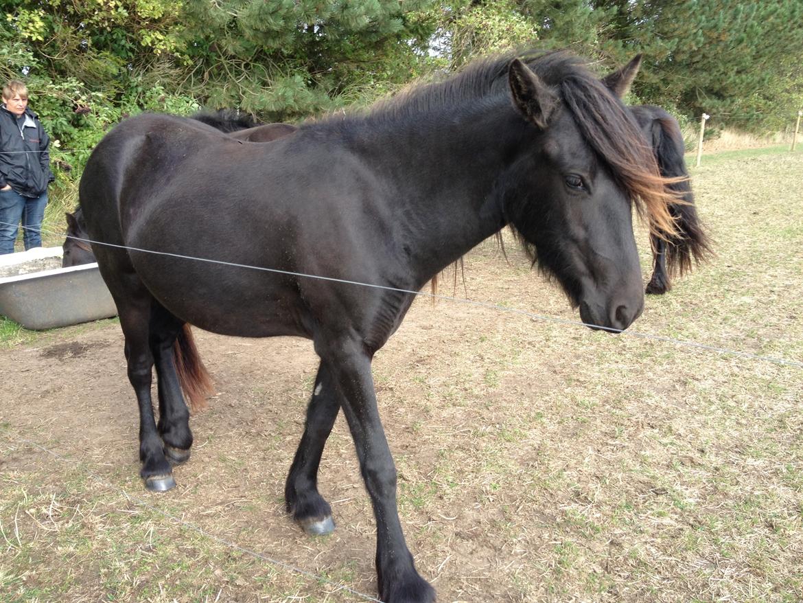  fell ponyer fra stutteri Bakkely - Bakkely´s Donna billede 54