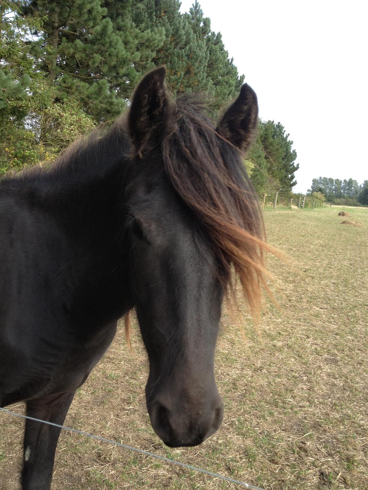  fell ponyer fra stutteri Bakkely - Bakkely´s Donna billede 55