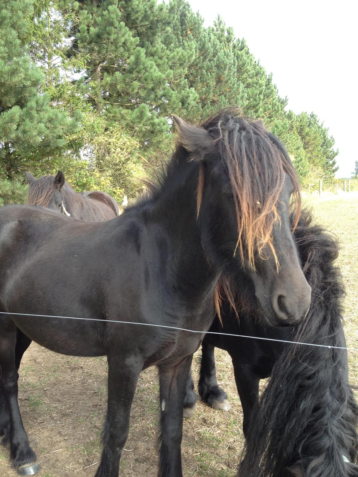  fell ponyer fra stutteri Bakkely - Bakkely´s Donna billede 56