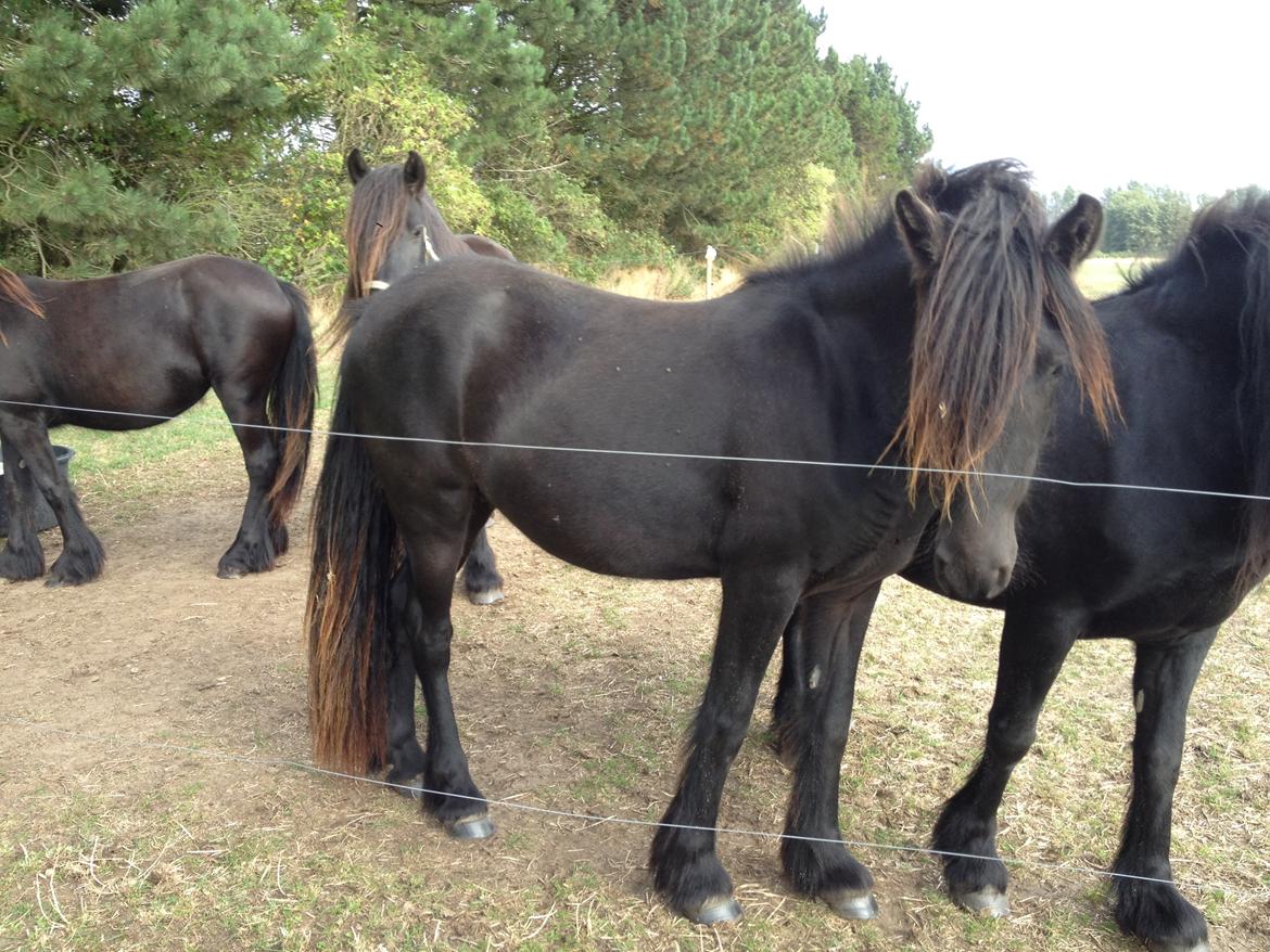  fell ponyer fra stutteri Bakkely - Bakkely´s Donna billede 57