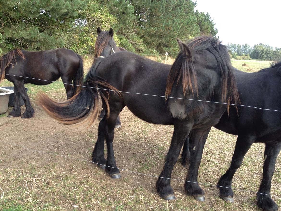  fell ponyer fra stutteri Bakkely - Bakkely´s Donna billede 58