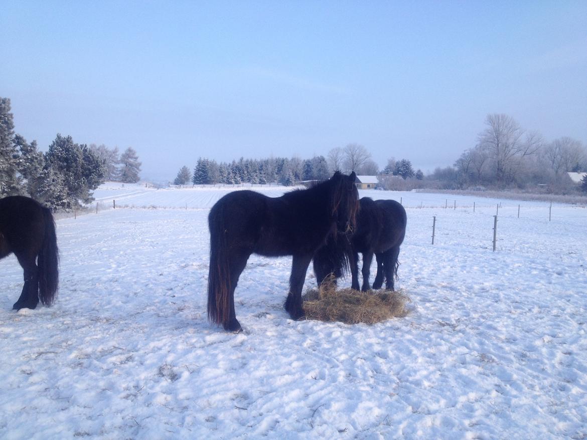  fell ponyer fra stutteri Bakkely - Bakkely´s Donna billede 59