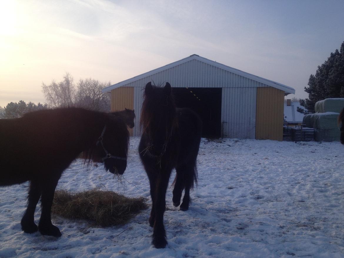  fell ponyer fra stutteri Bakkely - Bakkely´s Donna billede 60