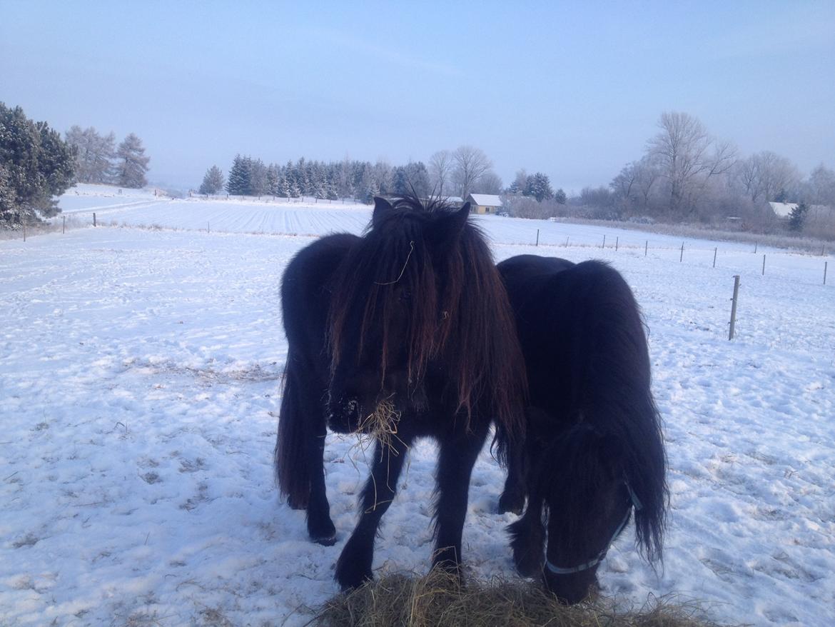  fell ponyer fra stutteri Bakkely - Bakkely´s Donna billede 61