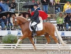 h-connections far der harlekin B billede 2