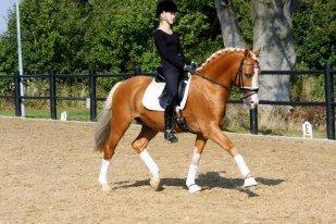 h-connections far der harlekin B billede 3