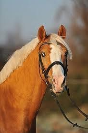 h-connections far der harlekin B billede 4