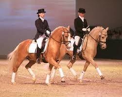 h-connections far der harlekin B billede 5