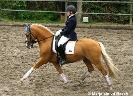 h-connections far der harlekin B billede 7