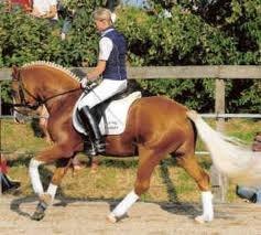 h-connections far der harlekin B billede 9