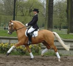 h-connections far der harlekin B billede 10