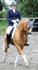 h-connections far der harlekin B billede 11