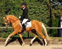 h-connections far der harlekin B billede 12