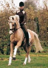 h-connections far der harlekin B billede 13