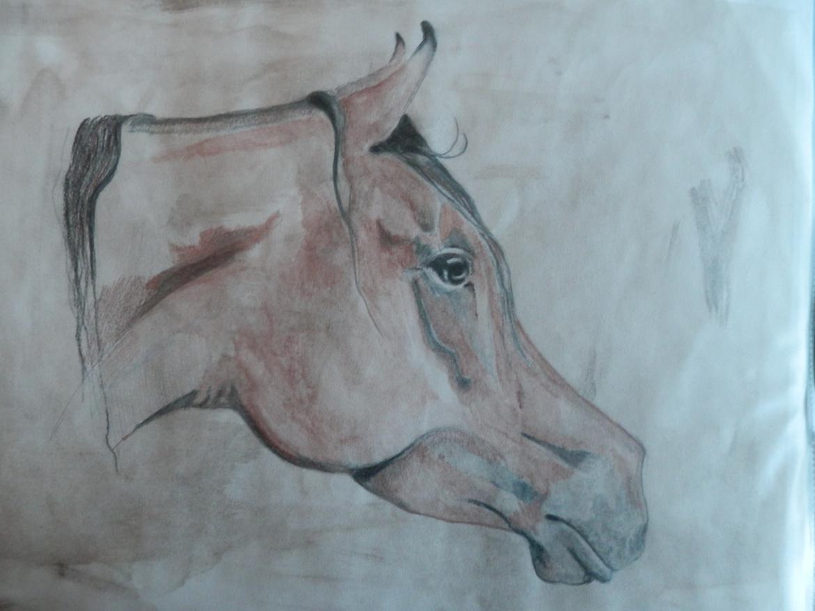 heste tegninger og malerier - araber på akvarel baggrund billede 20