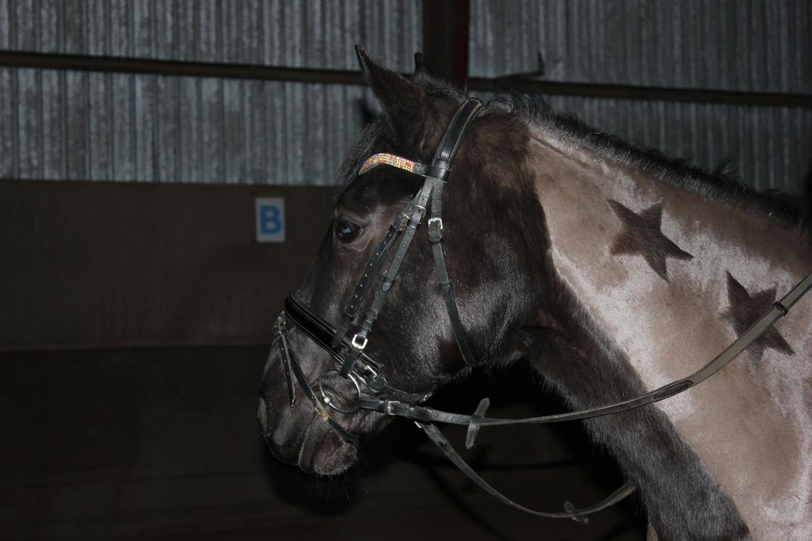 Løsspring på Stald Nordskov - STJ Photo © billede 1