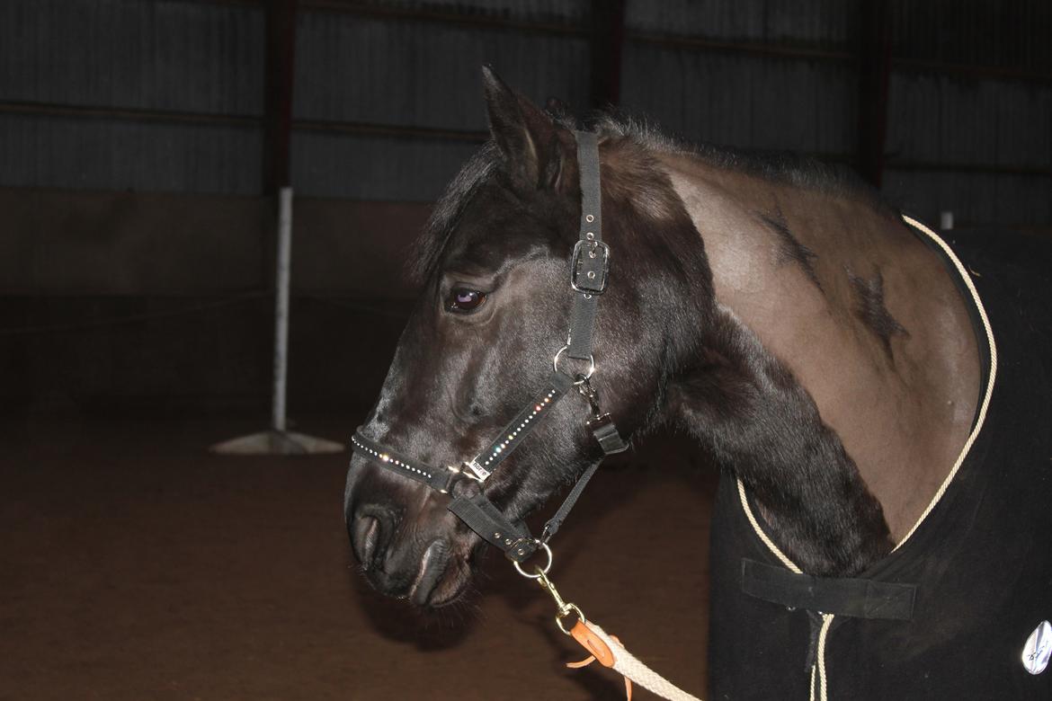 Løsspring på Stald Nordskov - STJ Photo © billede 3