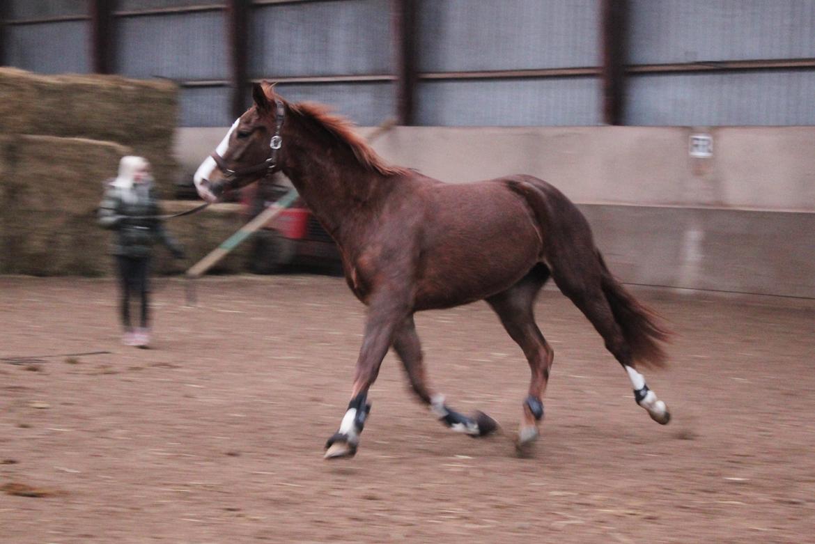 Løsspring på Stald Nordskov - STJ Photo © billede 4