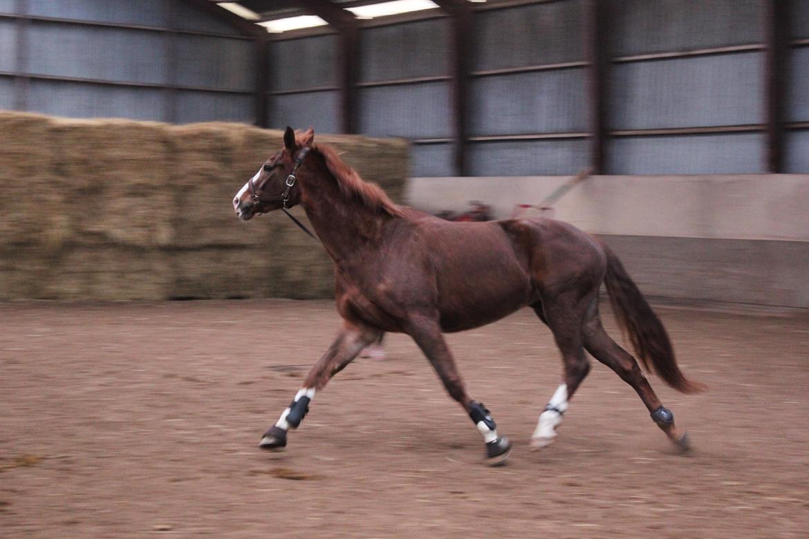 Løsspring på Stald Nordskov - STJ Photo © billede 5