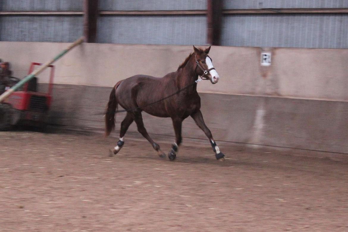 Løsspring på Stald Nordskov - STJ Photo © billede 6