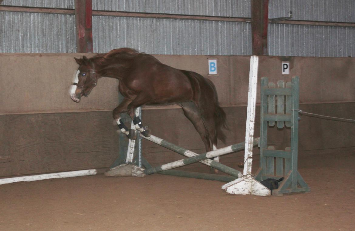 Løsspring på Stald Nordskov - STJ Photo © billede 7