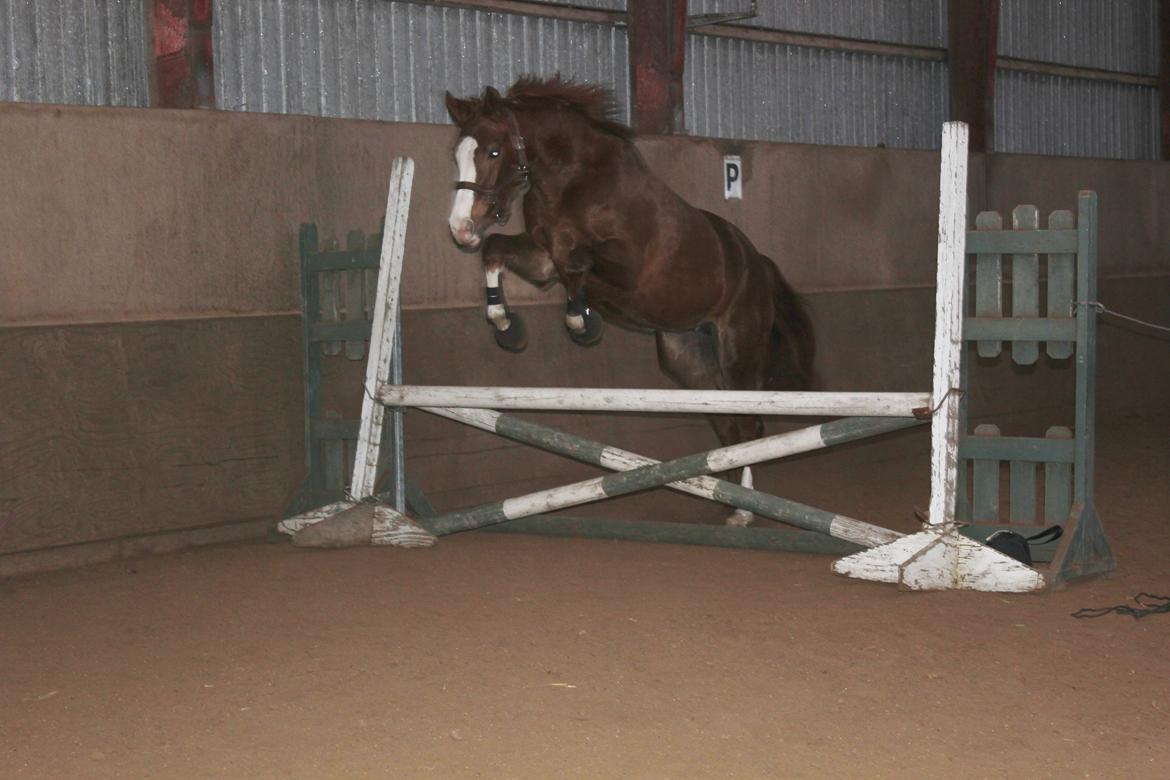 Løsspring på Stald Nordskov - STJ Photo © billede 10