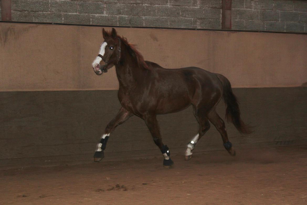 Løsspring på Stald Nordskov - STJ Photo © billede 11