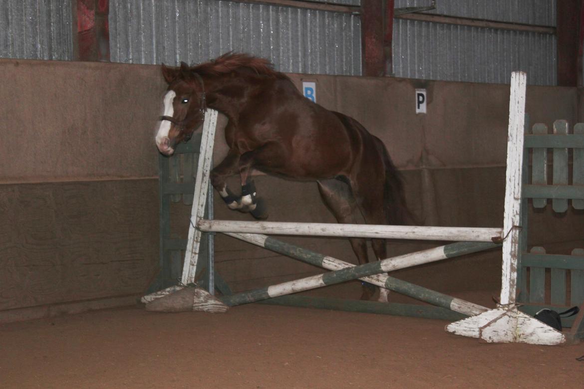 Løsspring på Stald Nordskov - STJ Photo © billede 12