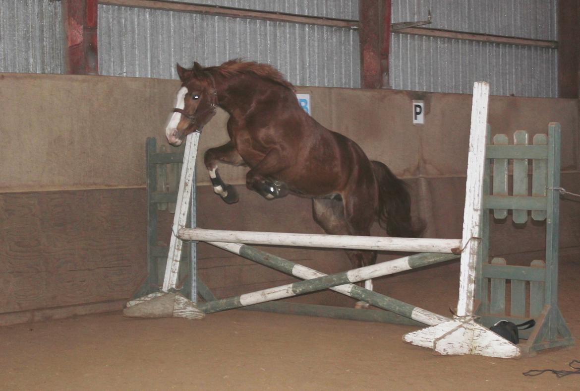 Løsspring på Stald Nordskov - STJ Photo © billede 13