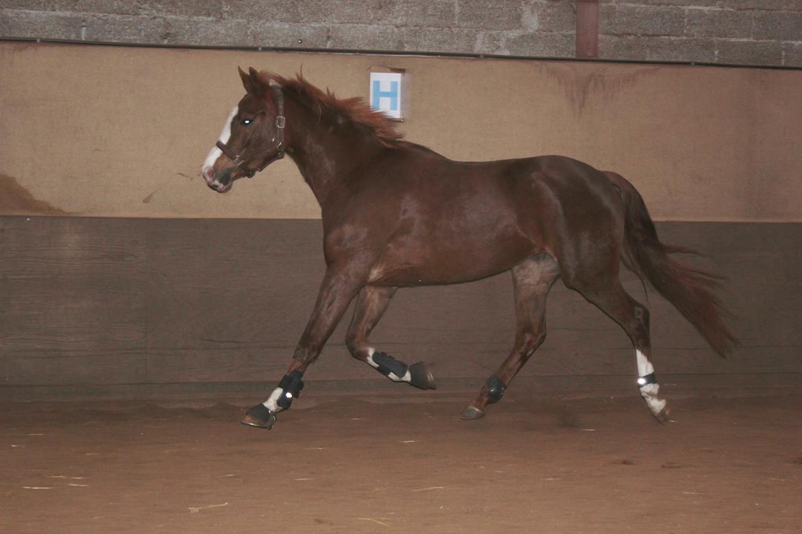 Løsspring på Stald Nordskov - STJ Photo © billede 14