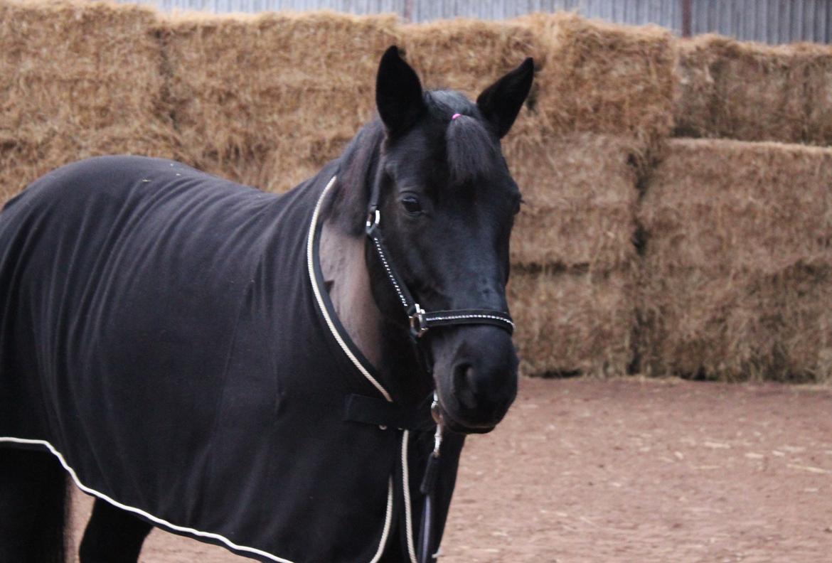 Løsspring på Stald Nordskov - STJ Photo © billede 18