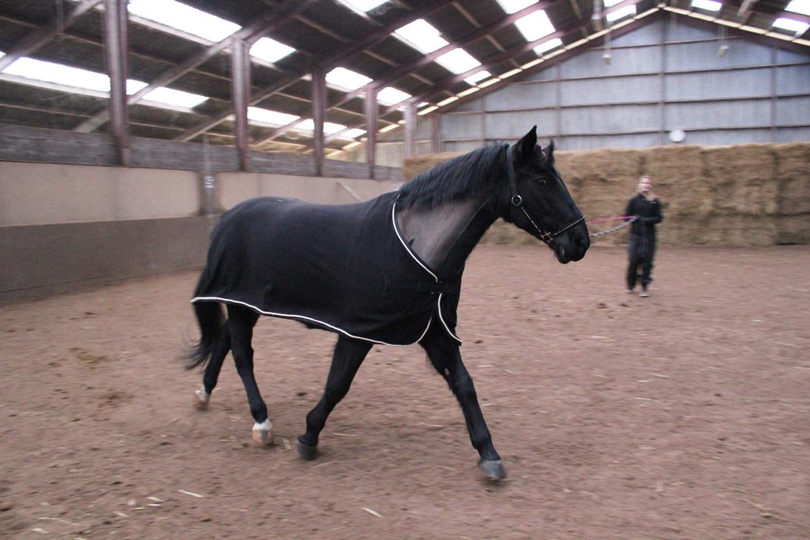 Løsspring på Stald Nordskov - STJ Photo © billede 19