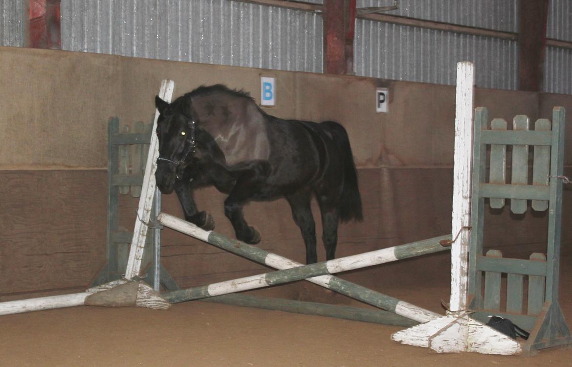 Løsspring på Stald Nordskov - STJ Photo © billede 20