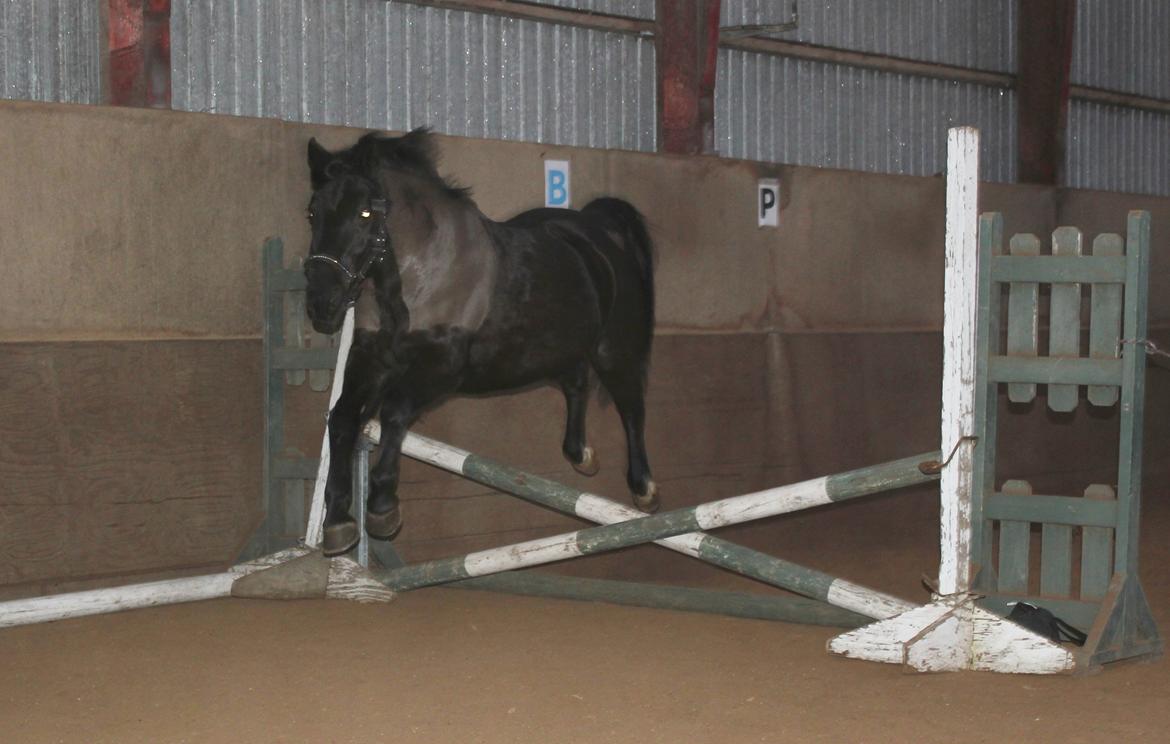 Løsspring på Stald Nordskov - STJ Photo © billede 21