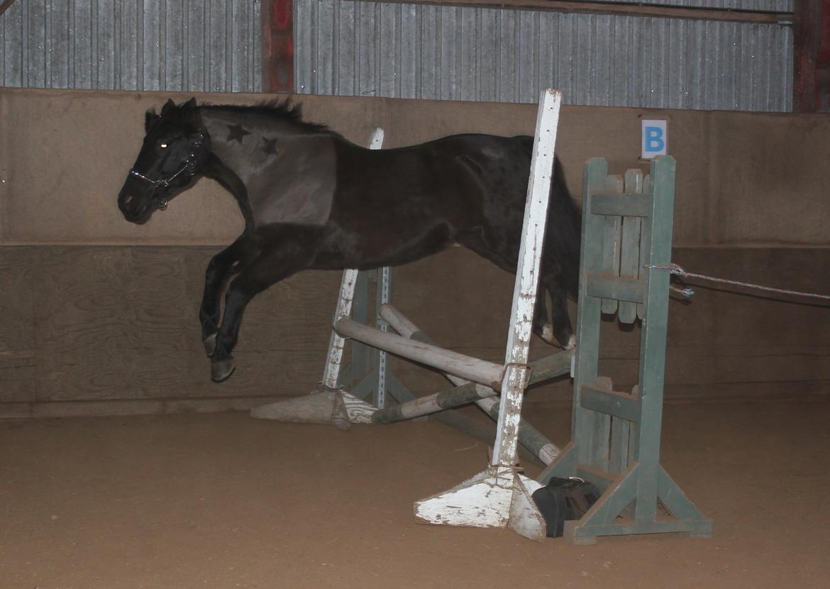 Løsspring på Stald Nordskov - STJ Photo © billede 25