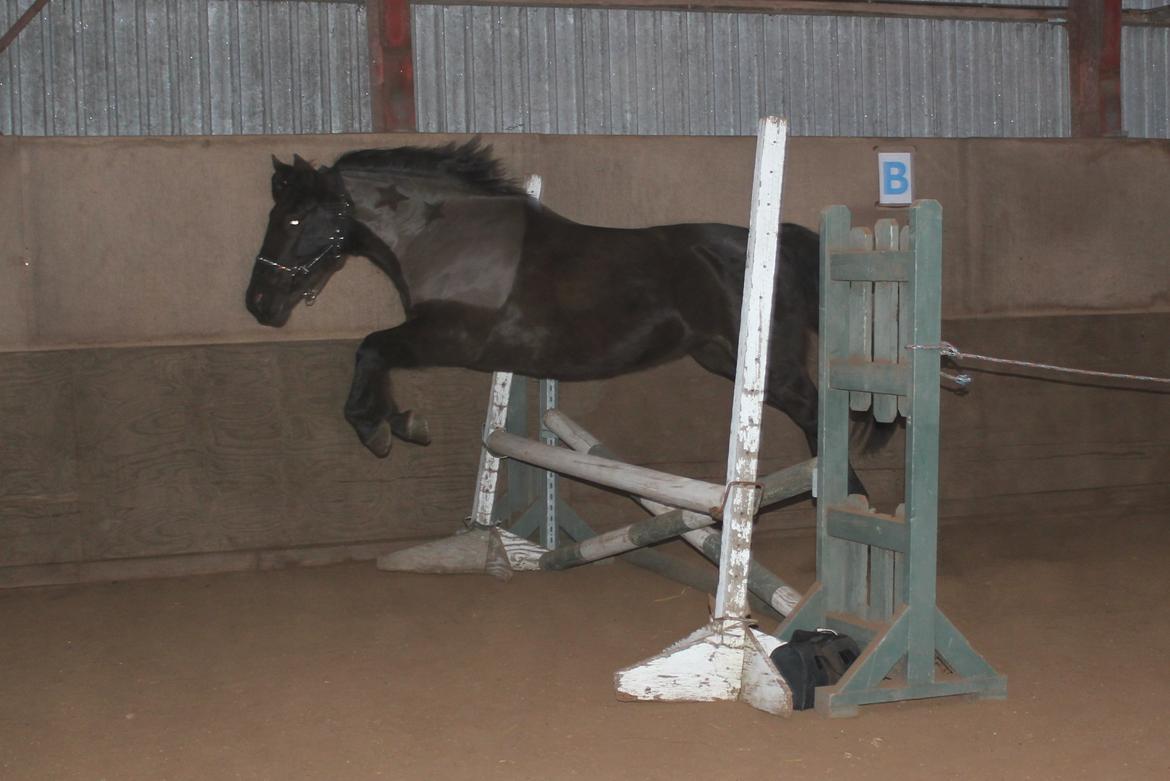 Løsspring på Stald Nordskov - STJ Photo © billede 27