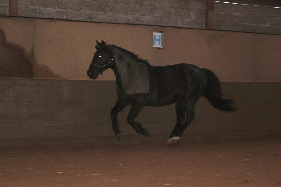 Løsspring på Stald Nordskov - STJ Photo © billede 28