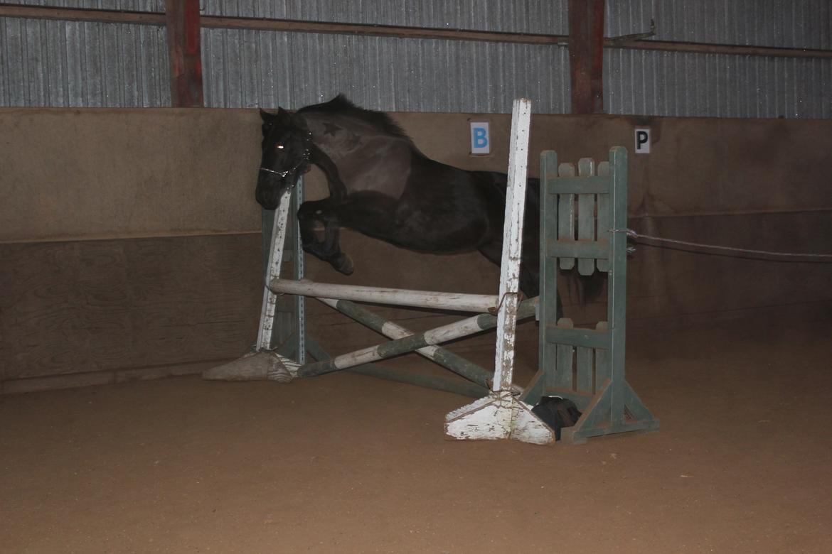 Løsspring på Stald Nordskov - STJ Photo © billede 29