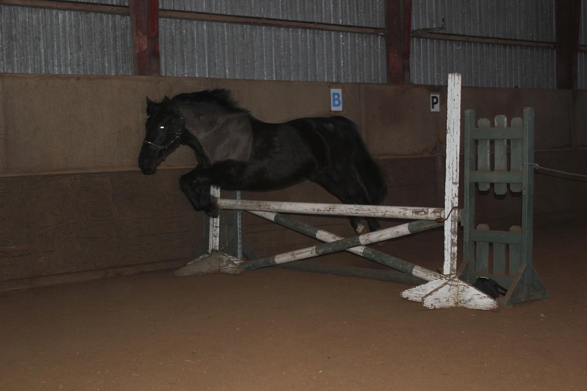 Løsspring på Stald Nordskov - STJ Photo © billede 30