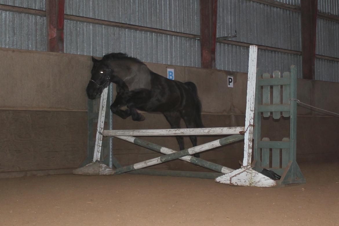 Løsspring på Stald Nordskov - STJ Photo © billede 31