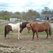 De dejlige Islændere