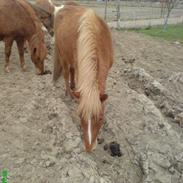 De dejlige Islændere