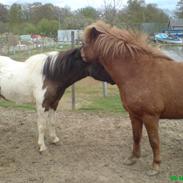 De dejlige Islændere