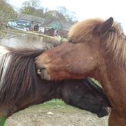 De dejlige Islændere