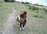 Lady - tidligere pony :) 